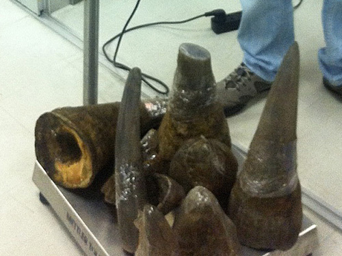 Sừng[-]tê[-]giác